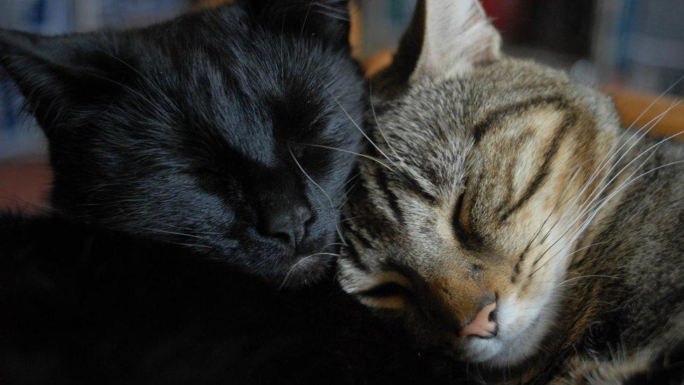 Cats at the Bag of Nails Pub in Bristol