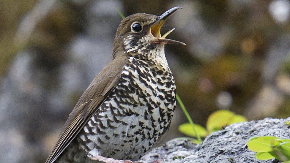 Himalayan forest thrush singing