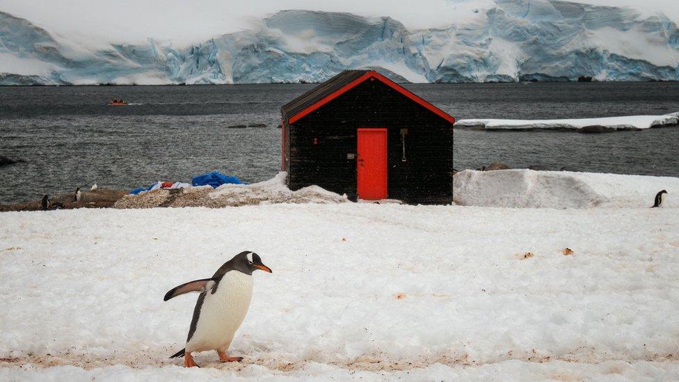 A small house, lake in the background, penguin in the foreground, Antarctic setting