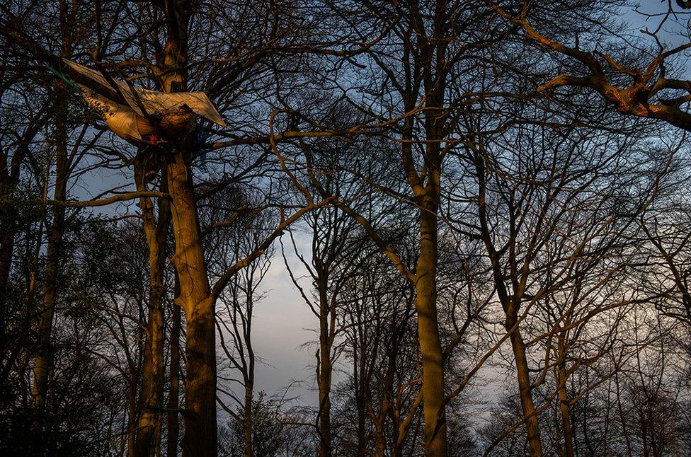 Activists sleeping in a tree