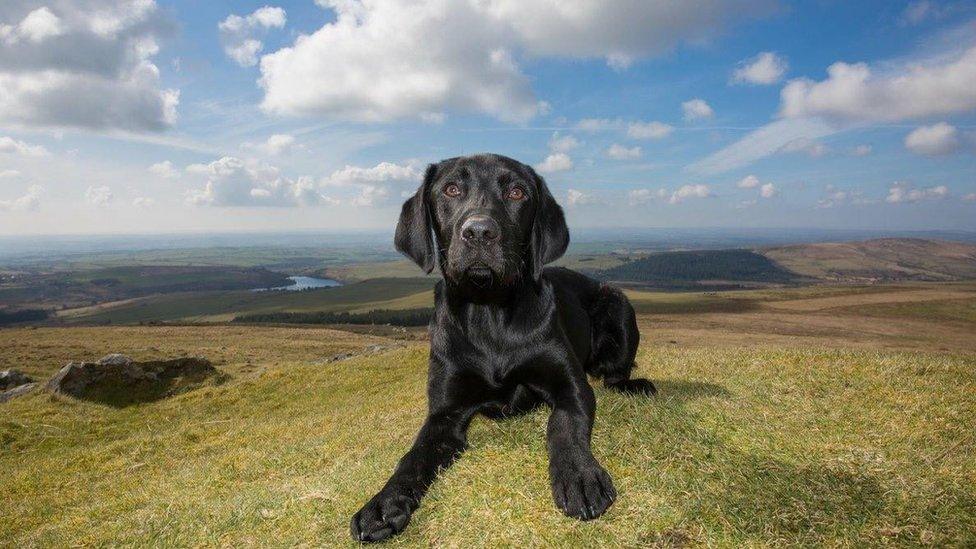 Barnaby the black labrador on the Preseli hills