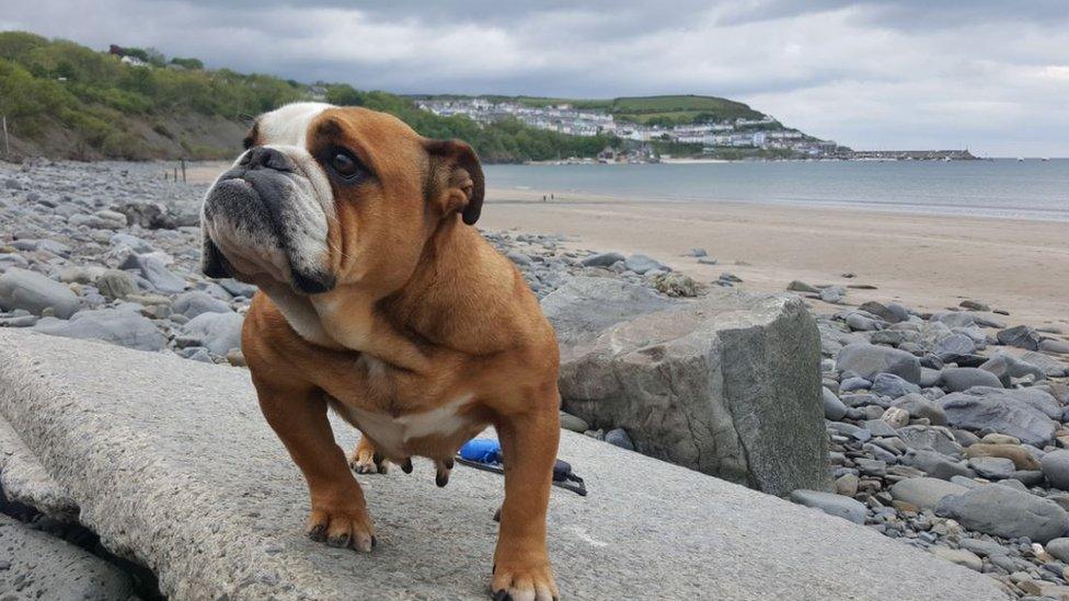 British bulldog Beau on the beach at New Quay, Ceredigion