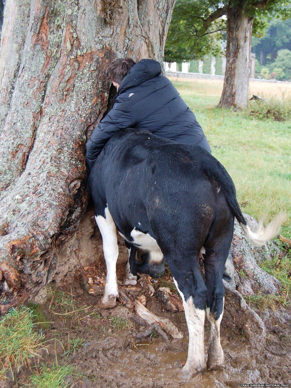 Cow with its head stuck in a tree