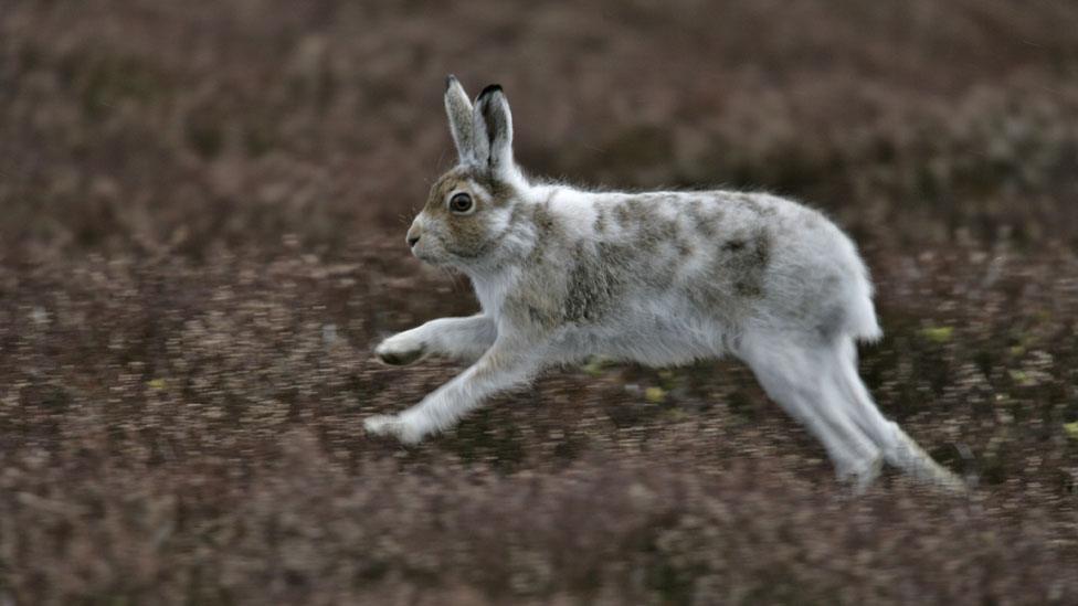 Mountain hare