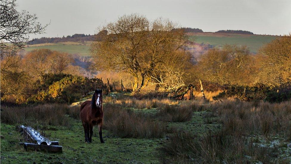 a horse in a field at Bryncethin