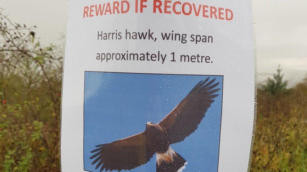 Sign offering reward for missing hawk