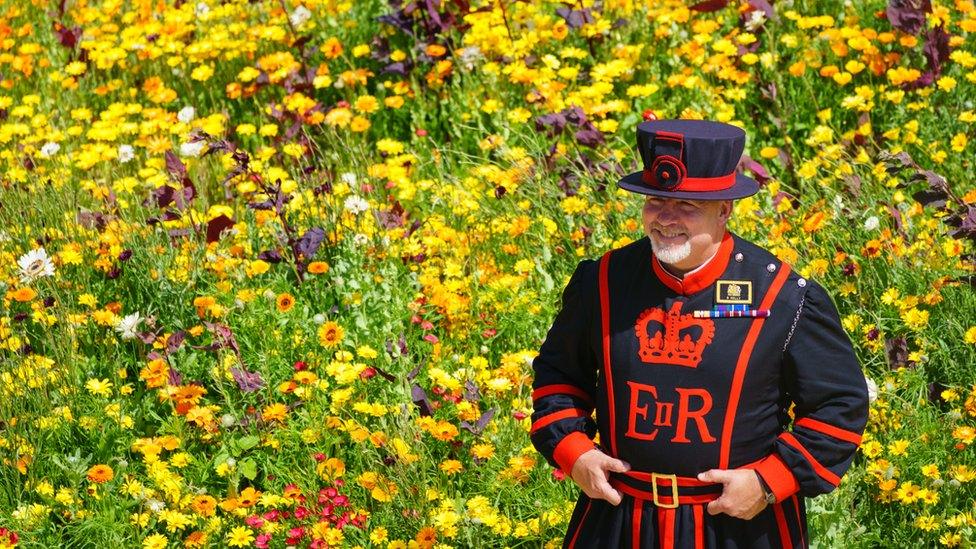 A Yeoman Warder, also known as a Beefeater, among the flowers of the 'Superbloom' garden in the moat of the Tower of London