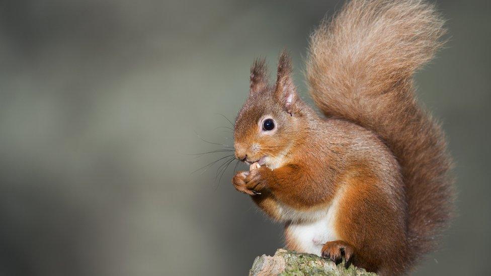 Red squirrel