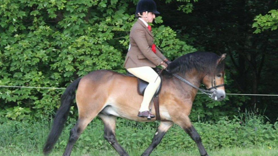 Alan Partridge, the Exmoor stallion, being ridden at a horse show