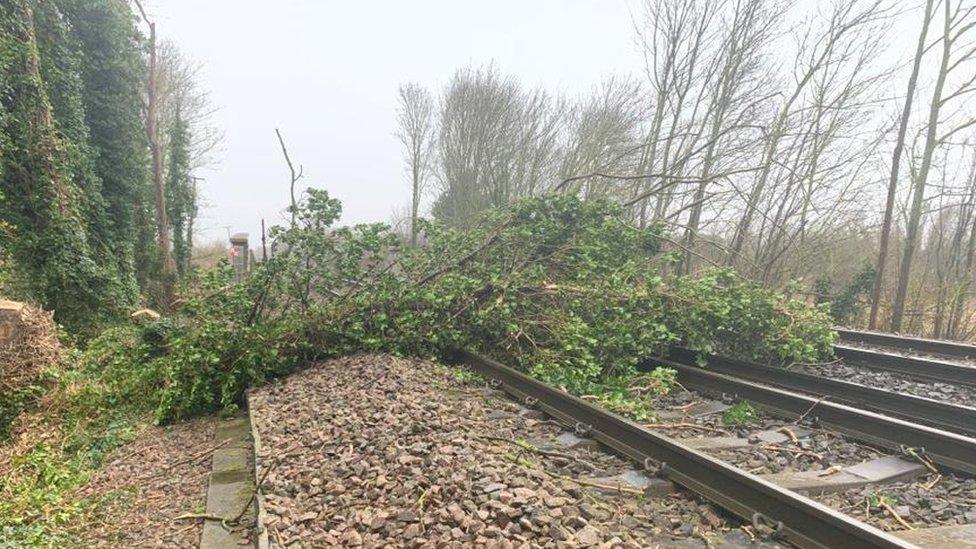 A tree on rail tracks