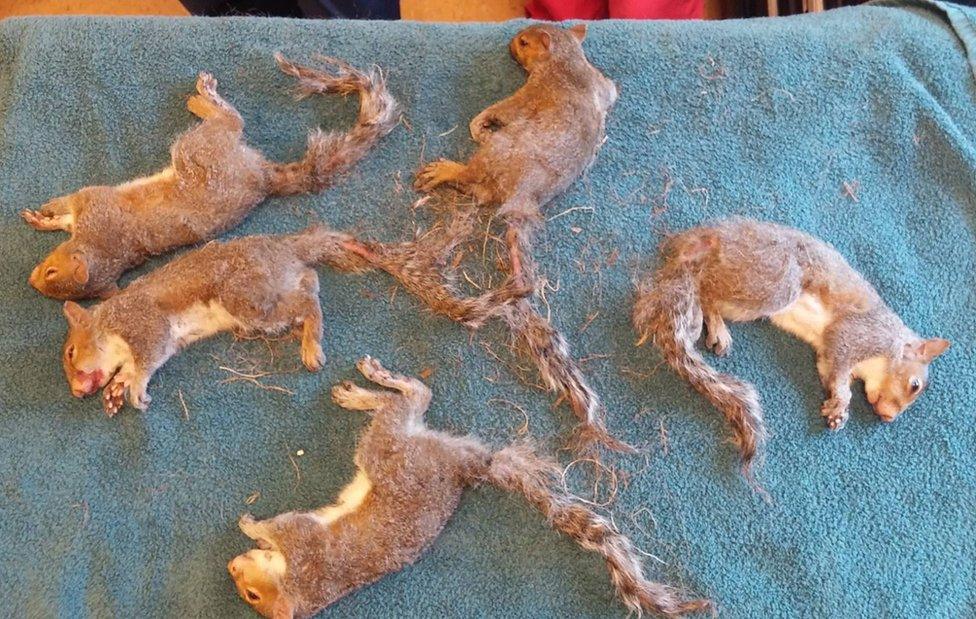 The five separated squirrels lie on a towel, recovering from their anaesthetic