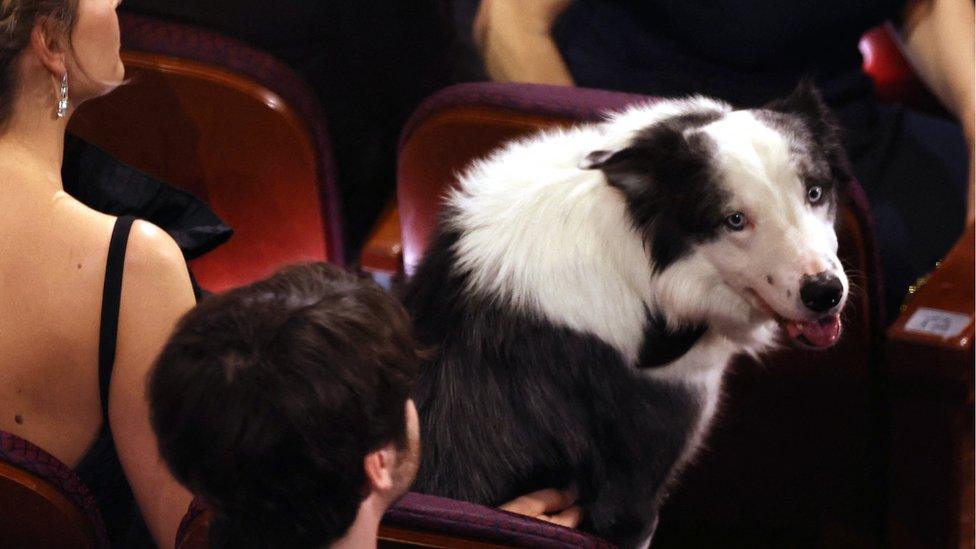 messi-the-dog-sitting-on-a-chair-in-audience.