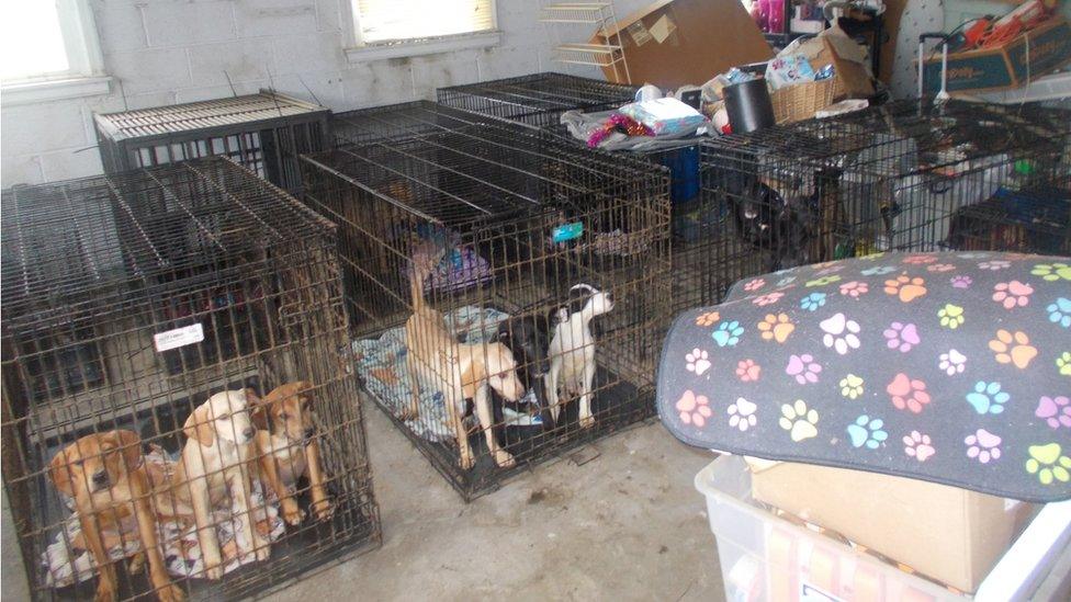 Caged dogs found at animal rescue