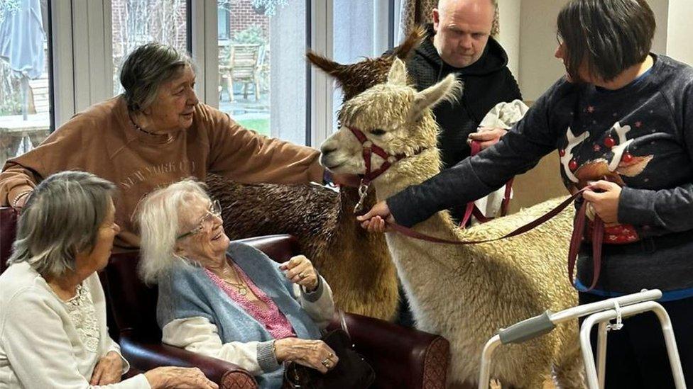 Alpacas at Bruce Lodge