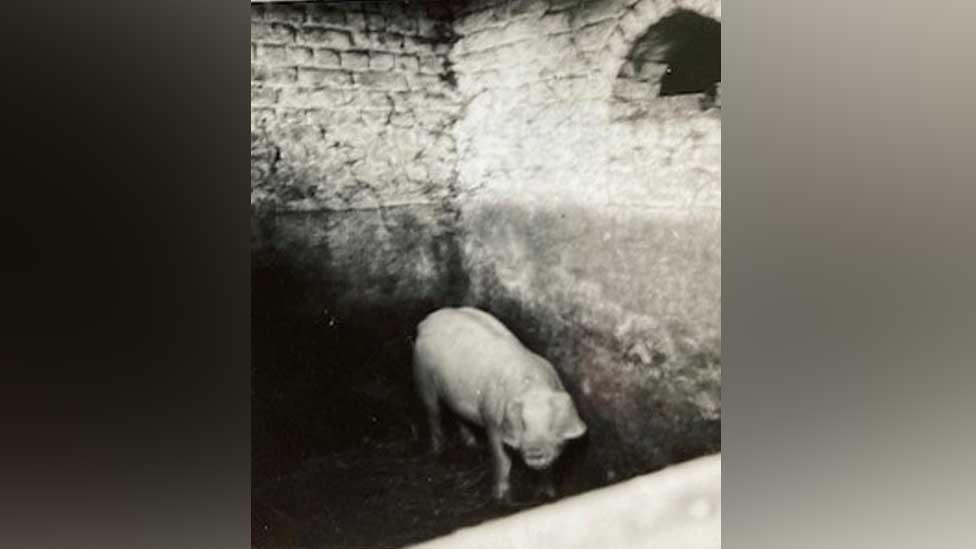 The pigsty at Le Paradis, c 1946