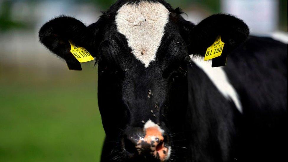 A cow stands on a meadow close to a plant of the Westfleisch meat processing company in Dissen, western Germany, 18 May 2020