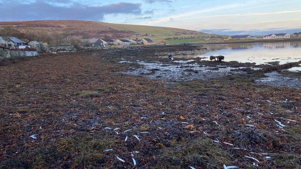 Dead fish at the Bay of Firth