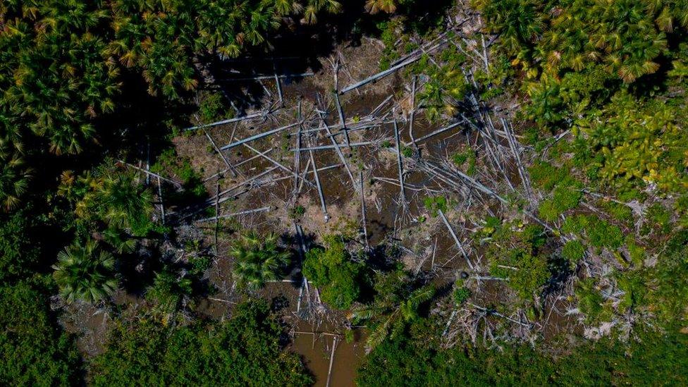 rainforest-in-Brazil.