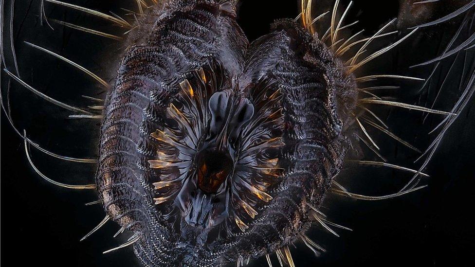 Housefly proboscis