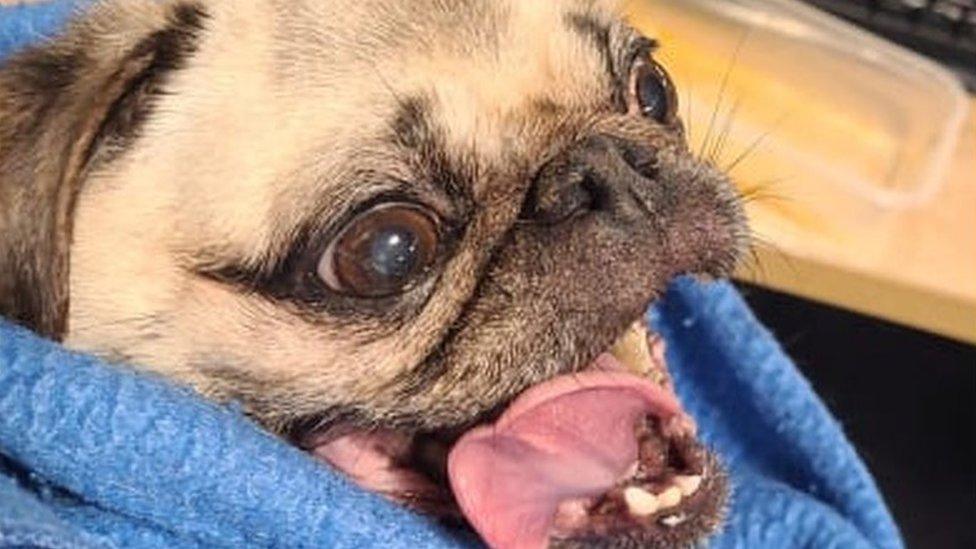Pumpkin the pug stolen from garden in Staines reunited with owners ...