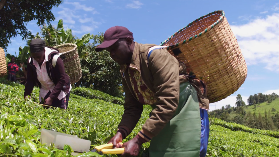 Tea picker