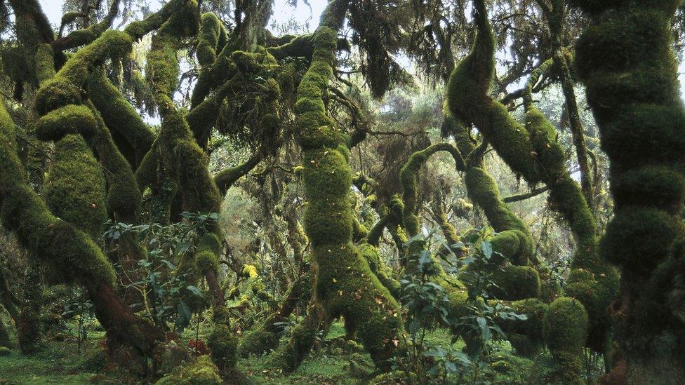 Inside a dense Ethiopian forest