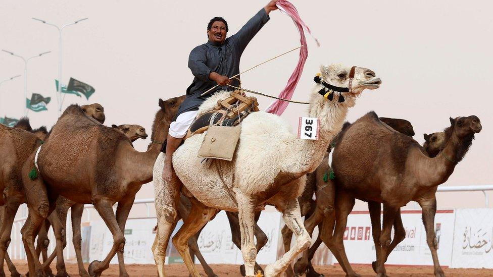 A man cheers as he rides a camel during King Abdulaziz Camel Festival in Rimah Governorate, north-east of Riyadh, Saudi Arabia January 19, 2018