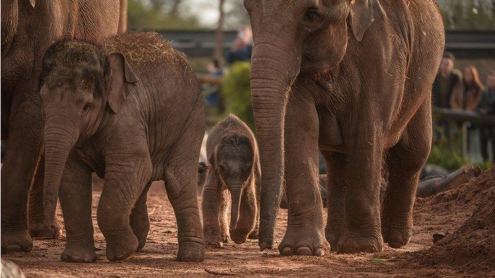 Baby elephant