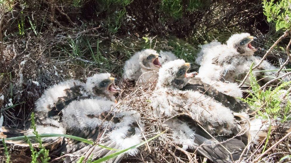 Hen harrier chicks