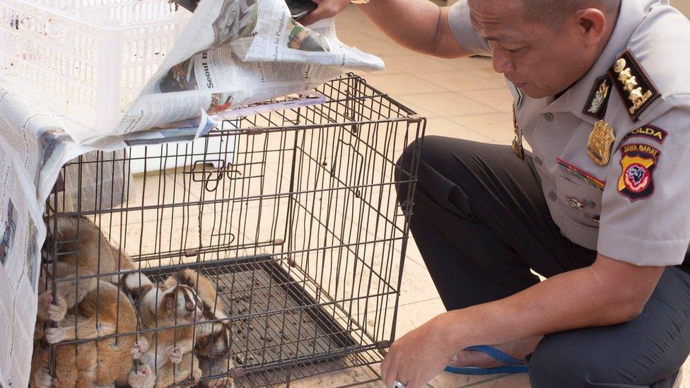 Some of the slow loris animals seized by the Special Criminal Investigation Directorate of West Java Regional Police