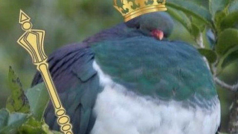 Kereru bird