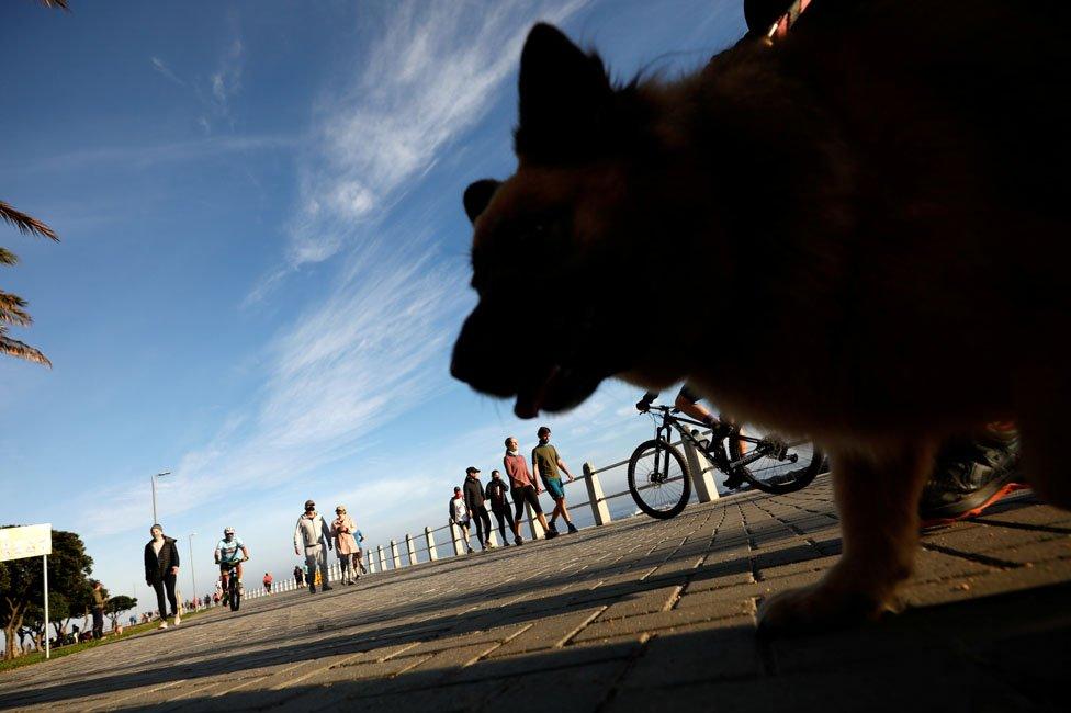 A dog in the foreground at the sea front