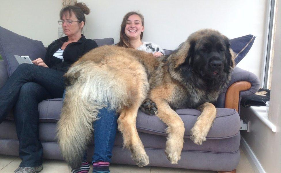 Hagrid sitting on his family