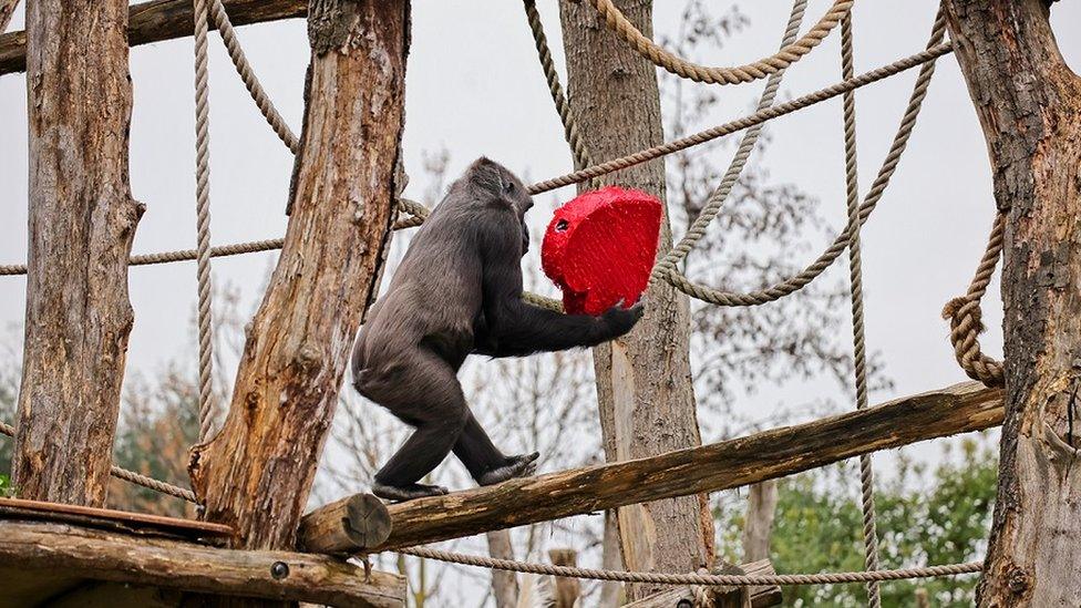 gorilla-holding-heart-shaped-piñata.