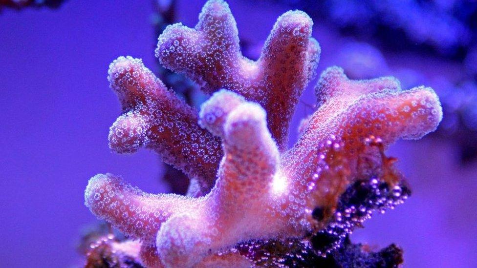 coral-polyop.