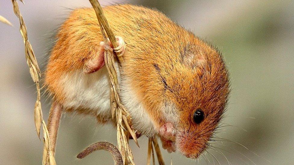 Harvest mouse