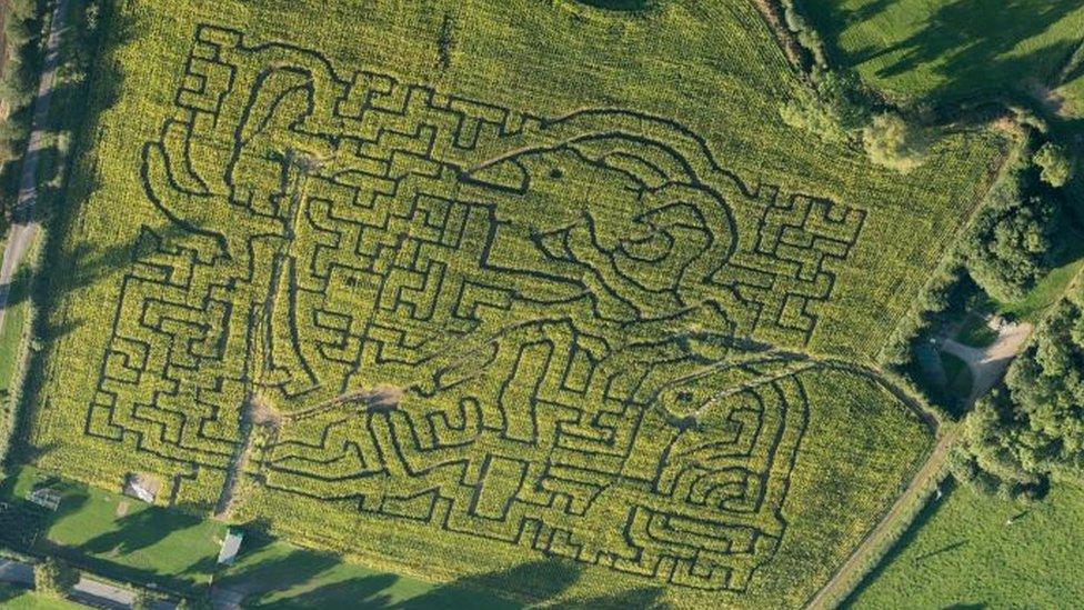 Wistow Maize-Maze.