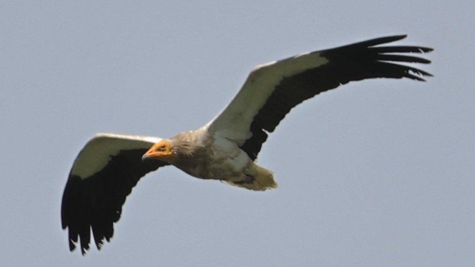 The Egyptian vulture in flight