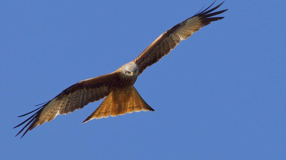 Red Kite over Gavray Meadow, Bicester