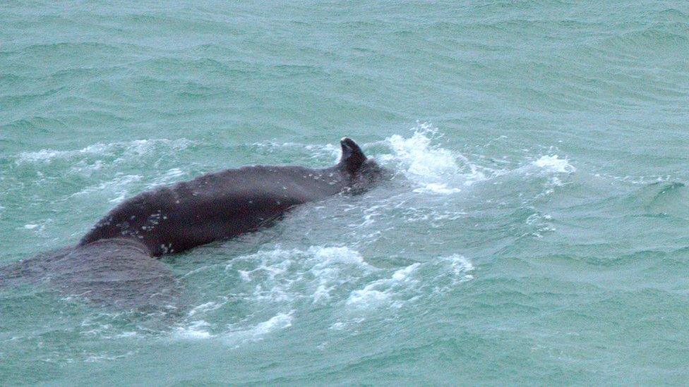 Humpback whale