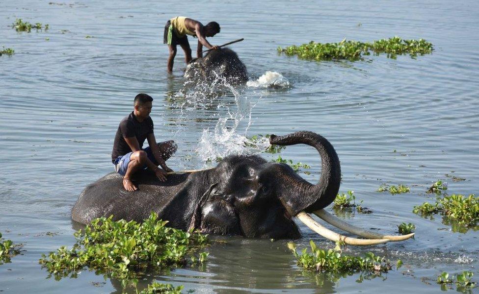 A mahout gives a bath to an elephant in a lake at Pobitora Wildlife Sanctuary on a hot summer day on June 05, 2018 in the Morigaon district, Assam, India.