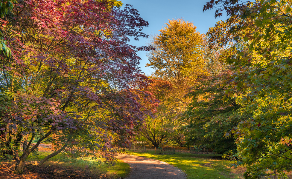 Autumn colour at Harcourt Arboretum, Nuneham Courtenay