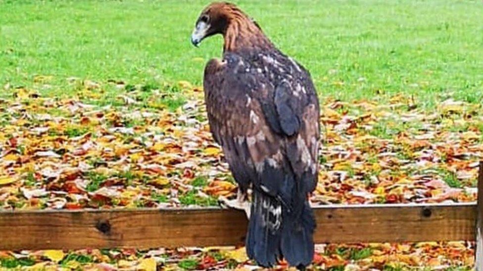 golden eagle