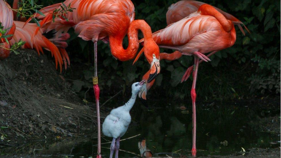 Flamingo chick with parent