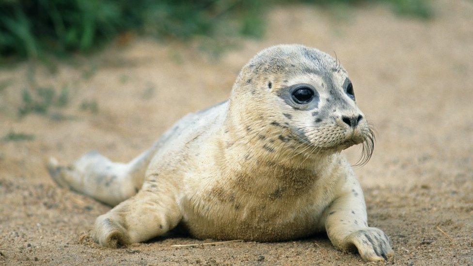 A seal pup on the beach