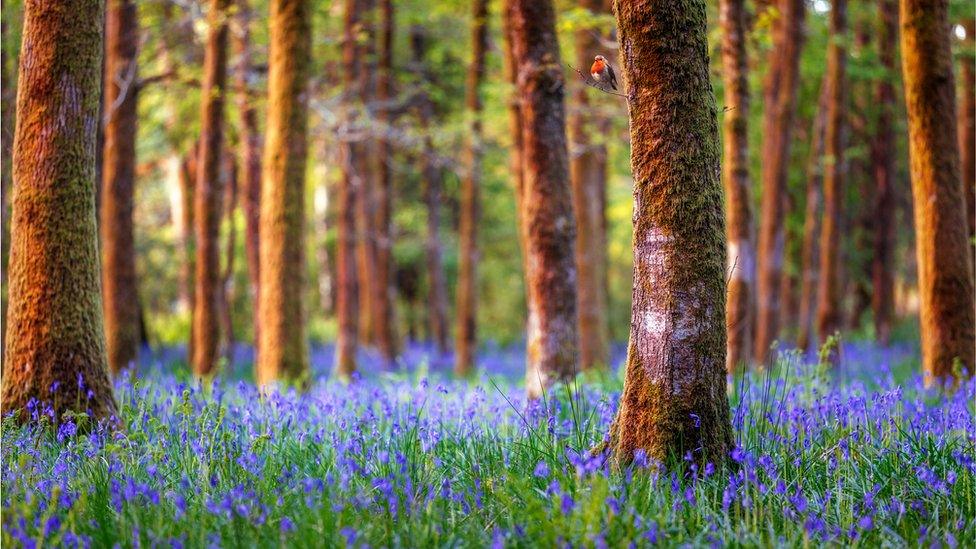 Bluebells in woods