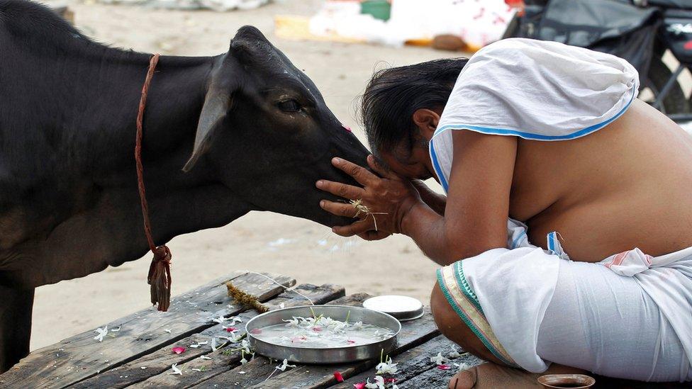 A Hindu devotee offers prayers to a cow