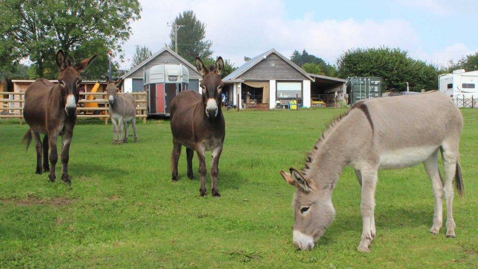 Donkeys in a field including Sam on the right