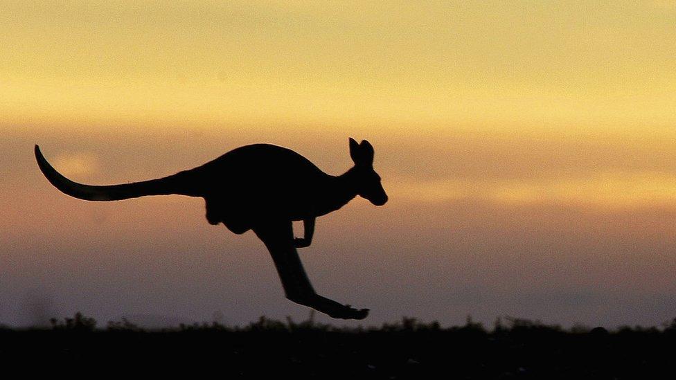 A silhouette of a kangaroo jumping with sunset in the background