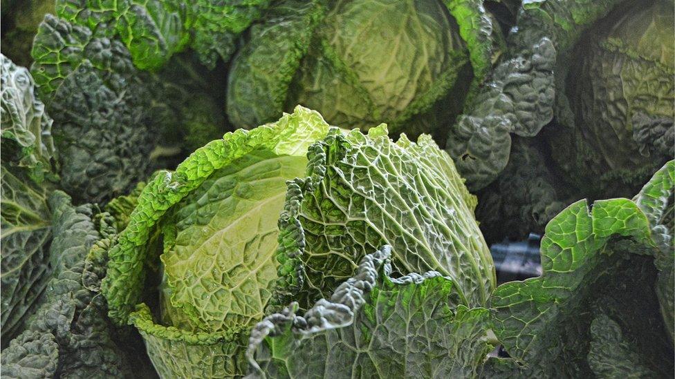 cabbage